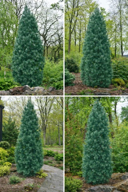 Сосна Стоу Піллар хвоя